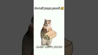 у меня все рекомендации в этом звуке #котики #смех #2024 #анимация