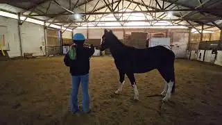 Jan26 lr halter lily watterson heaven sent angel dlc 