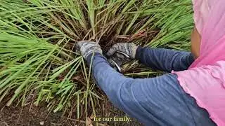 A Daily Routine Rooted In Care: My Mother and Her Garden