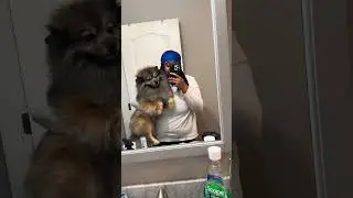 Devvie & Kashy #dogs #pomeranian #viral