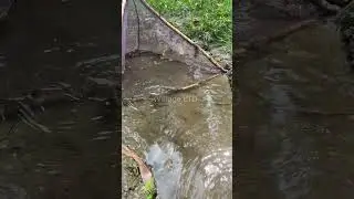 🎣 Fishing for LIFE in a Desi Village | A Day of Traditional Fishing in Rural Life 🌾 Village Ltd