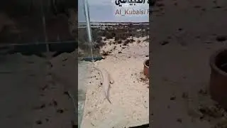 Al kubaisi reserve ☆ experience thrill and photography wid exotic animals in qatar environment☆🦉