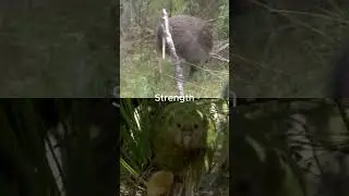 Great Spotted Kiwi vs Kakapo #shorts