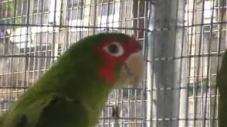 Birds & Parrots for sale from the Crazy Parrot