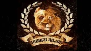 Leones Rojos American Bully