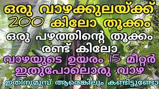 ലോകത്തിലെ ഏറ്റവും വലിയ വാഴ | Manojnediyackal rubber tapping 
