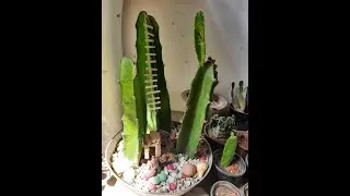 Cactus | PlantishQ