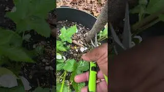 How To Get 100 Blackberry Plants From One Plant