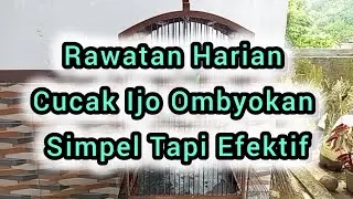 Rawatan Harian Cucak Ijo Ombyokan Simpel Tapi Efektif 