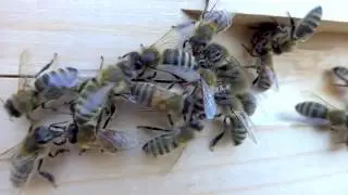 Hygienic Colony Behavior