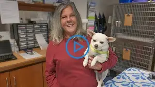 2023 Year in Review at Cummings School of Veterinary Medicine at Tufts University