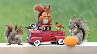 BEST TV Entertain Cats 😻 Birds Eat & Red Squirrels Jump Around🕊️🐿️ Nature Fun For Cats😹