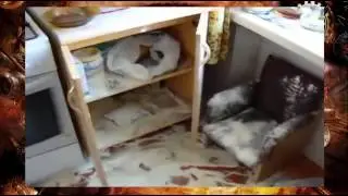 my video 1a33
