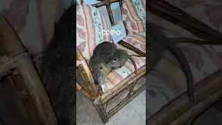 coipo