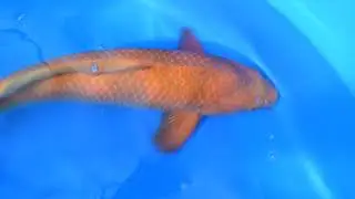 Konishi Koi 2019/2020 Cha Utsuri, 3 Jahre, m&auml;nnlich, 57cm, 6067