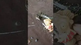 HOW TO CATCHING SNAKEHEAD FISH,massive snakehead - SNAKEHEAD FISH #shorts  #fish #channa #viralvideo