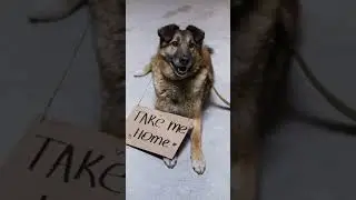 Dogs need love too