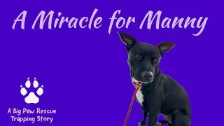 Epic Foster Adventure Shows Manny how to DOG