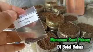 Begini Cara Menanam Sawi Pakcoy Di Botol Bekas Tanpa Disemai