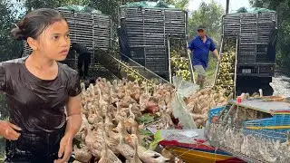 Pov Life - Ducks are loaded onto a truck and released in the field to graze” Xe tải vịt An Giang