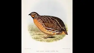 COMMON Quail Calling 2019 With Beautiful voice