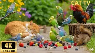 Cat TV Birds & Squirrels 🌧️ Rainy Forest Morning 4K | 4 Hours Relaxing 4K