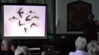 House Martins in Devon  - John Walters and Kevin Cox