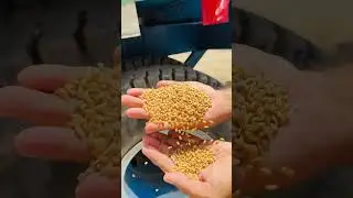 Super wheat best quality wheat Pakistan 🇵🇰 golden wheat brown wheat 🌾 #wholewheatflour #broken