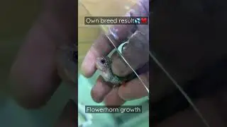 Breeding update🫶#update #breeder #flowerhorn #srdflowerhorn #breeding #flowerhornbreeding #growth