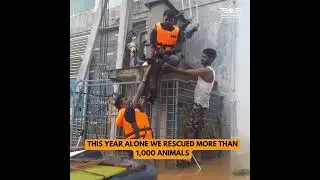 Flood rescues | Animal rescues in floods | AWCS