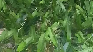 Hoa lan đai trâu thái giá rẻ. 0814001719