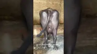 Ch Deva Ram Dairy Farm, Haryana