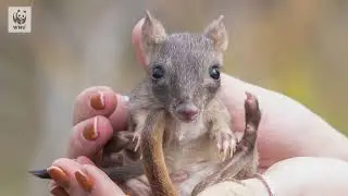 Bettongs on Board - Tiny marsupials fly interstate to new home in South Australia | WWF-Australia