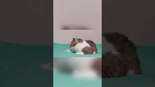 Decode Your Cat&rsquo;s Sleeping Secrets