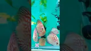 Aquarium || Discus | Stingray | Fish farm || Farm Visit || Yummy Farmy || ❤️❤️❤️❤️❤️