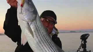 BOOM! Early Morning Topwater Striper on the Ca  Delta 11 19