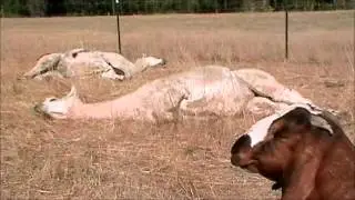 Winkin' the goat says, 