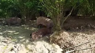 Free range pig farming - Duroc pigs