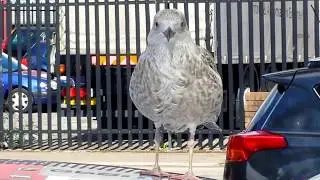 Young Seagull 'calls out'