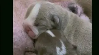 Live #Mis perritos lindos preciosos #うちのかわいいわんちゃんたち#Meine süßen Welpen #Mấy bé cún dễ thương của tôi