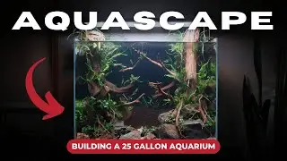 I Built my BEST SCAPE YET!