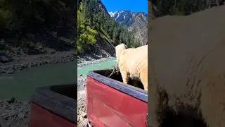 Kalam beauty. the green hills and forested mountains #vacation #lifestyle #goat