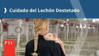 Wean-to-Finish Spanish Video 4 | Cuidado del Lech&oacute;n Destetado