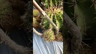 Edible cactus and its flowers #plants #foodie