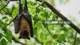 Help Save Bats