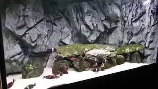 Tropheus Tank 450L