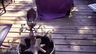 Carmnivorous Plant