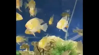 Most Aggressive Geophagus Cichlids #shortsfeed #shorts #geophagus #fish #cichlid #animals #oscar