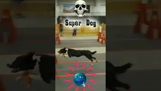 Super dog back 🥱🗿#trollface #troll #edit