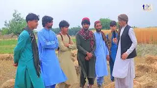 The wheat harvest Season In | Afghanistan Nangarhar |
